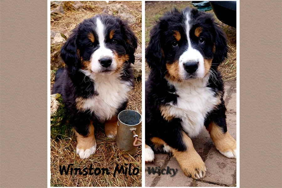 BB1-Winst-Wicky BB1-Winst-Wicky
