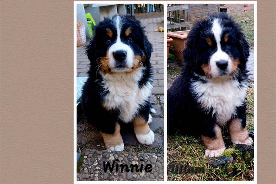 BB2-Winny-William BB2-Winny-William