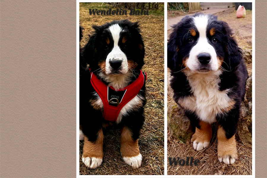 BB3-Wendelin-Wolle BB3-Wendelin-Wolle