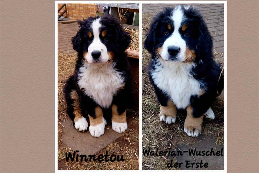 BB4-Winnetou-Walerian BB4-Winnetou-Walerian