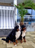 Matadi & Uccas Priwall November 2025