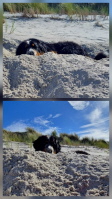 Uccas im Sand in Zingst 06/2026