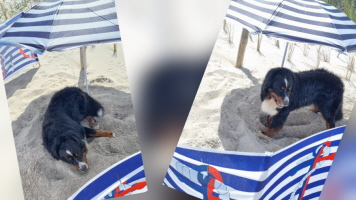 Uki mit seiner Strandausr&uuml;stung Zingst 06/2026